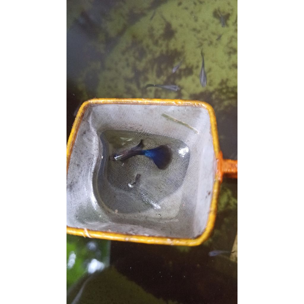 Guppy Blue Moscow (best sealer)