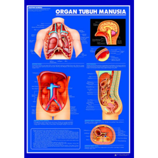 Poster Organ Tubuh Manusia / Anatomi Manusia