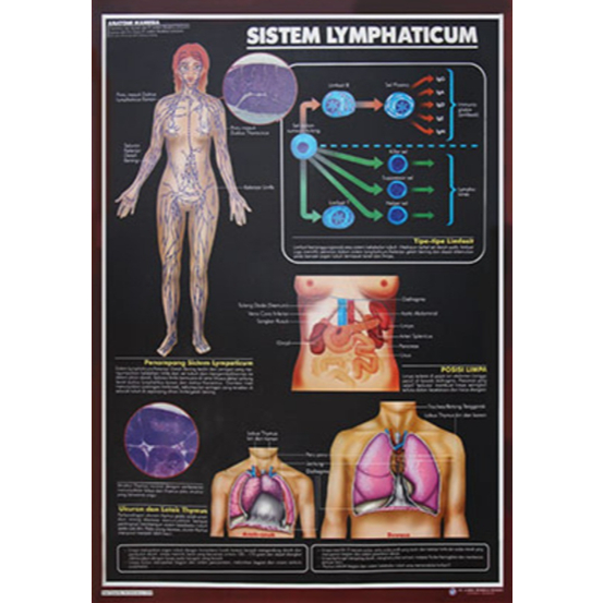 Poster Sistem Lymphaticum / Anatomi Manusia / Organ Tubuh Manusia
