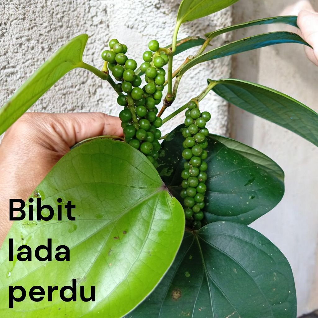 Bibit lada perdu siap tanam