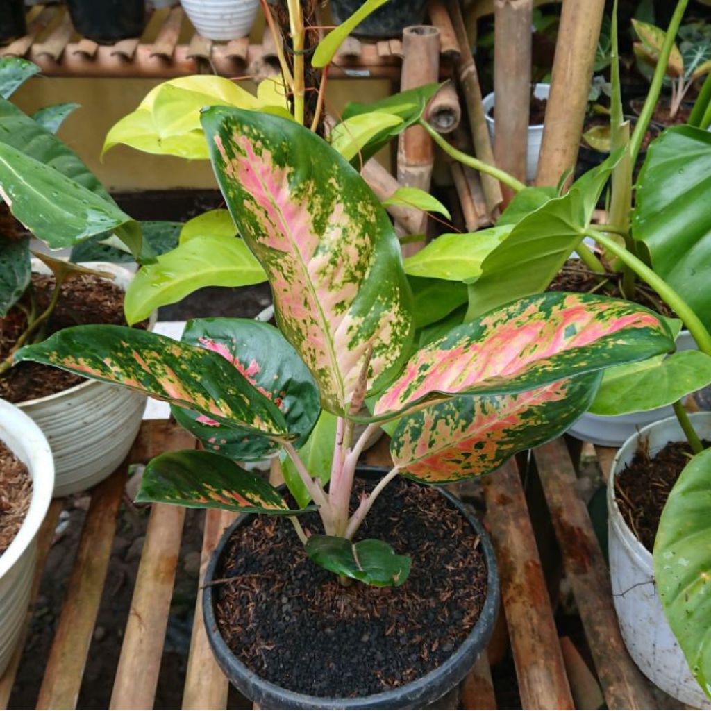 Aglaonema / Aglonema Kochin ,daun bagus Haraga murah