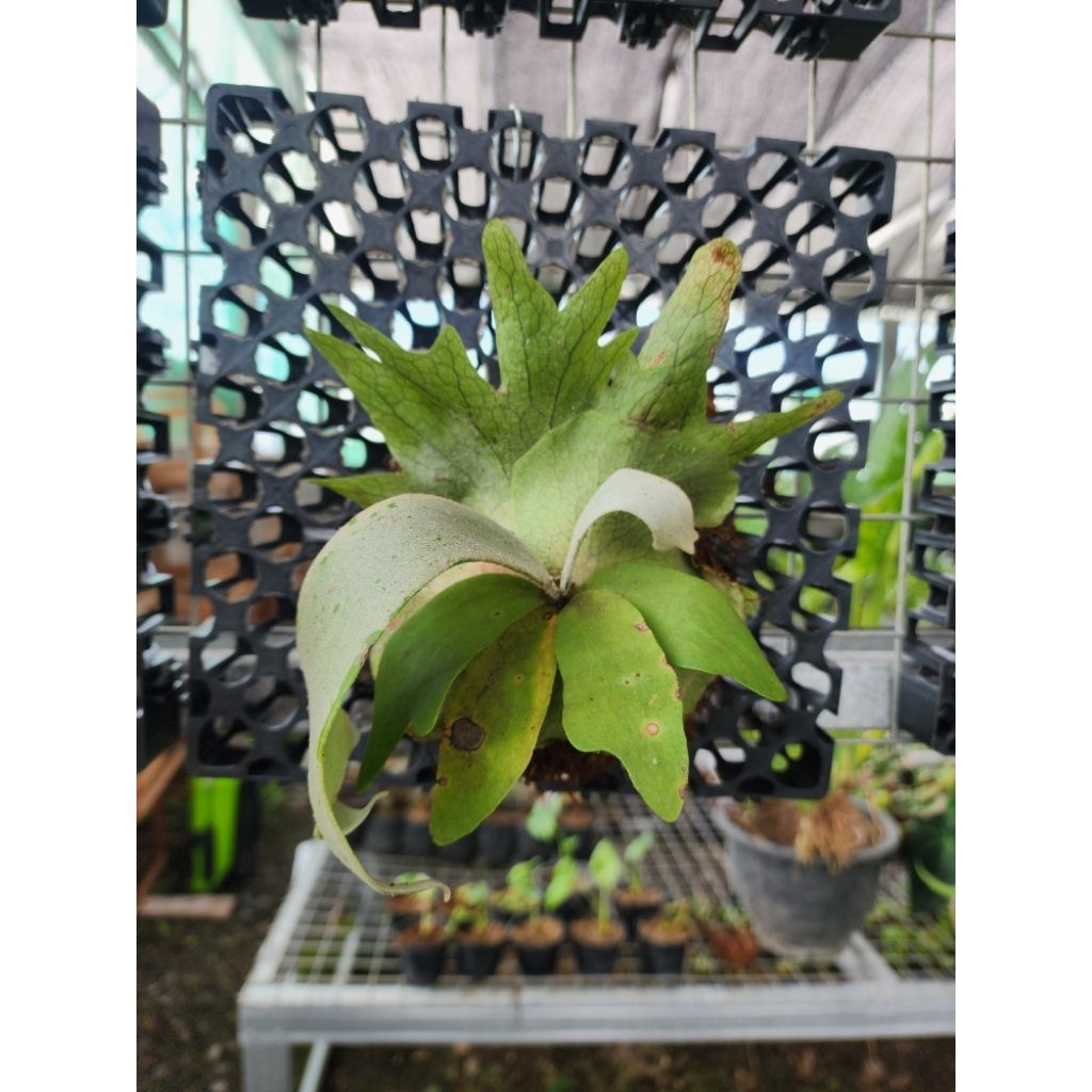 Platycerium Willincky spora