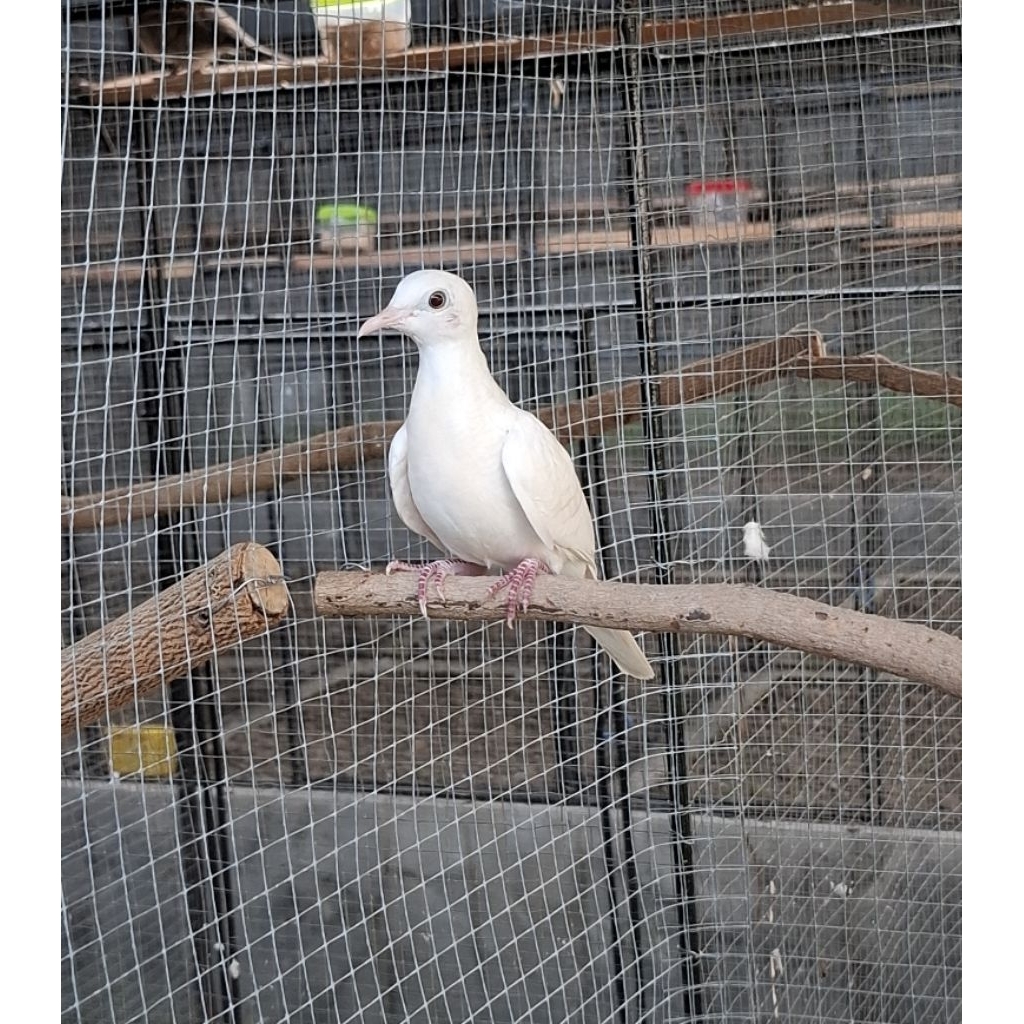 Perkutut Putih Kapas