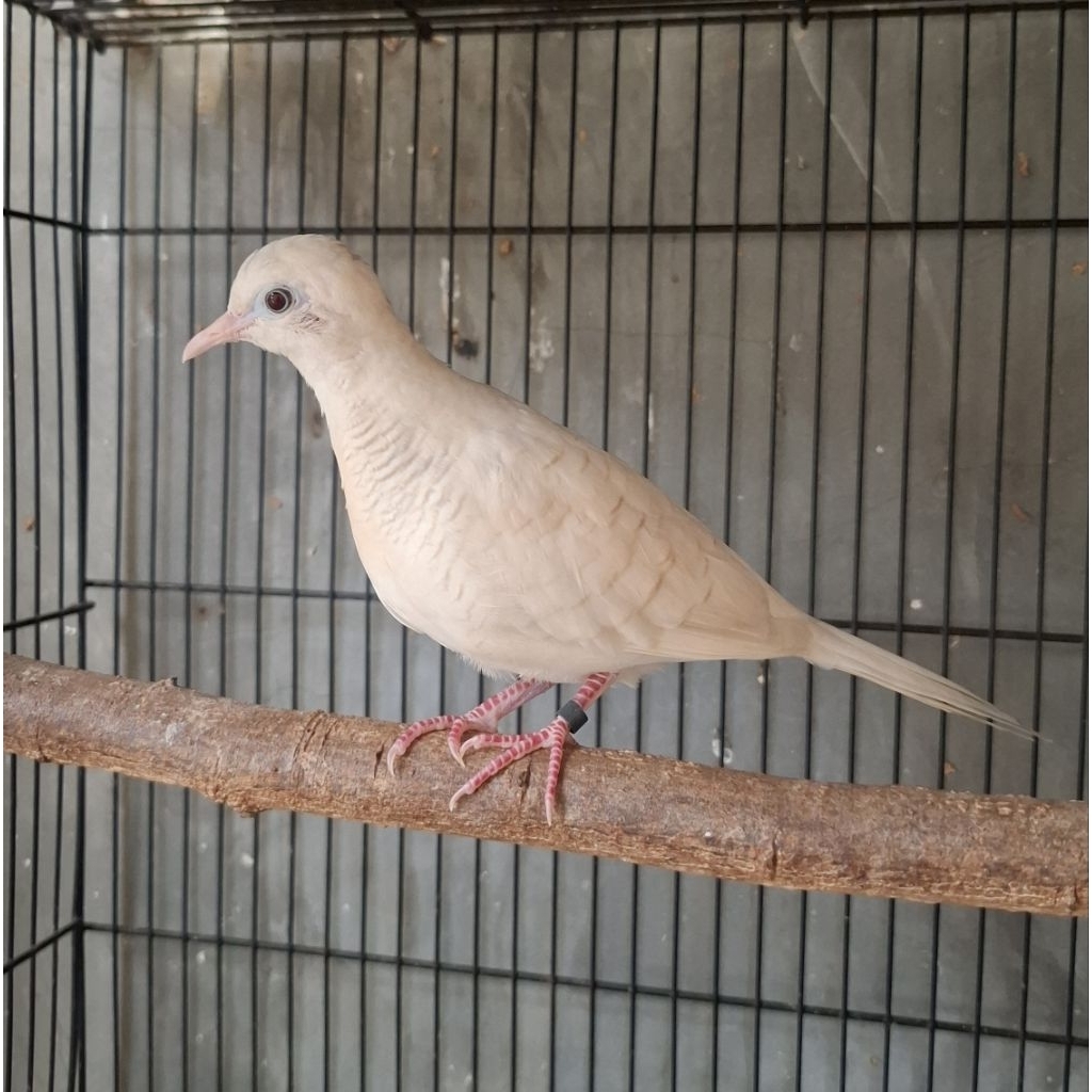 perkutut putih lurik