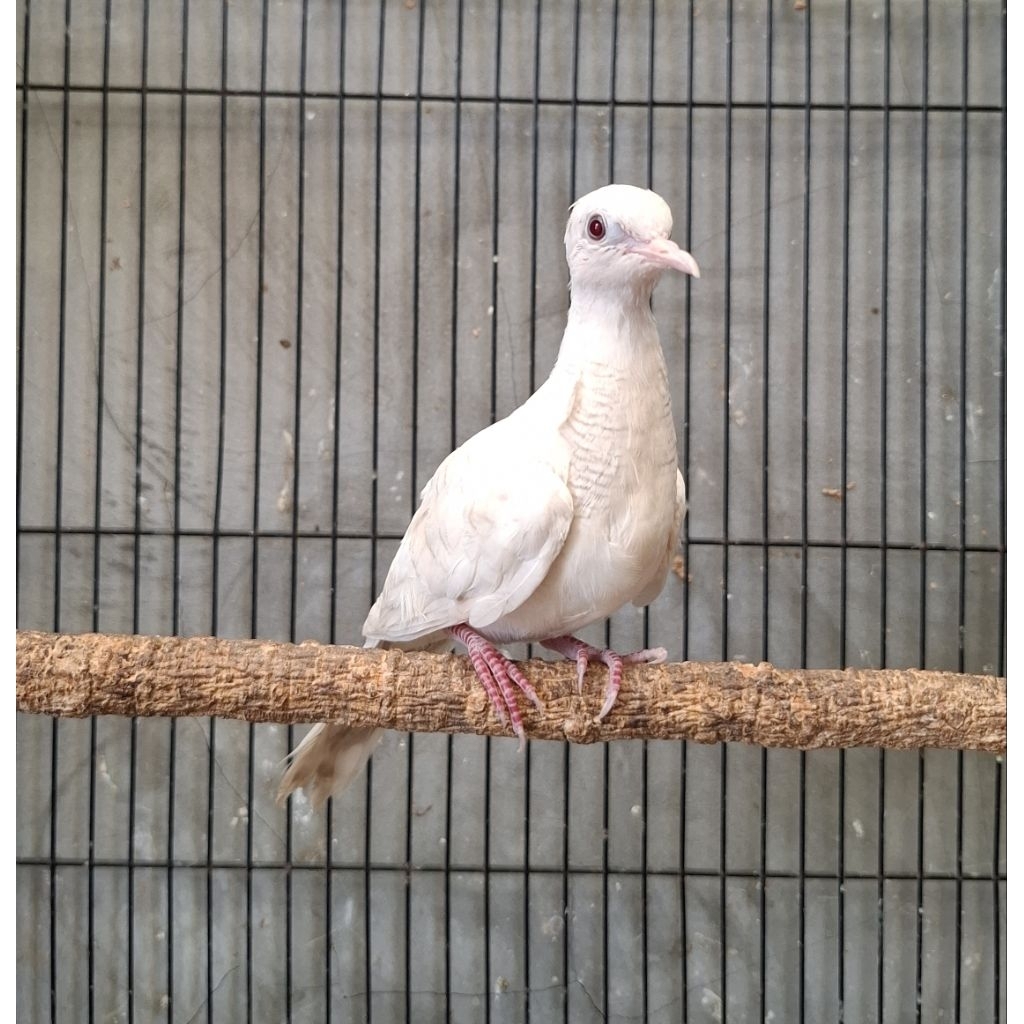 PERKUTUT PUTIH LURIK