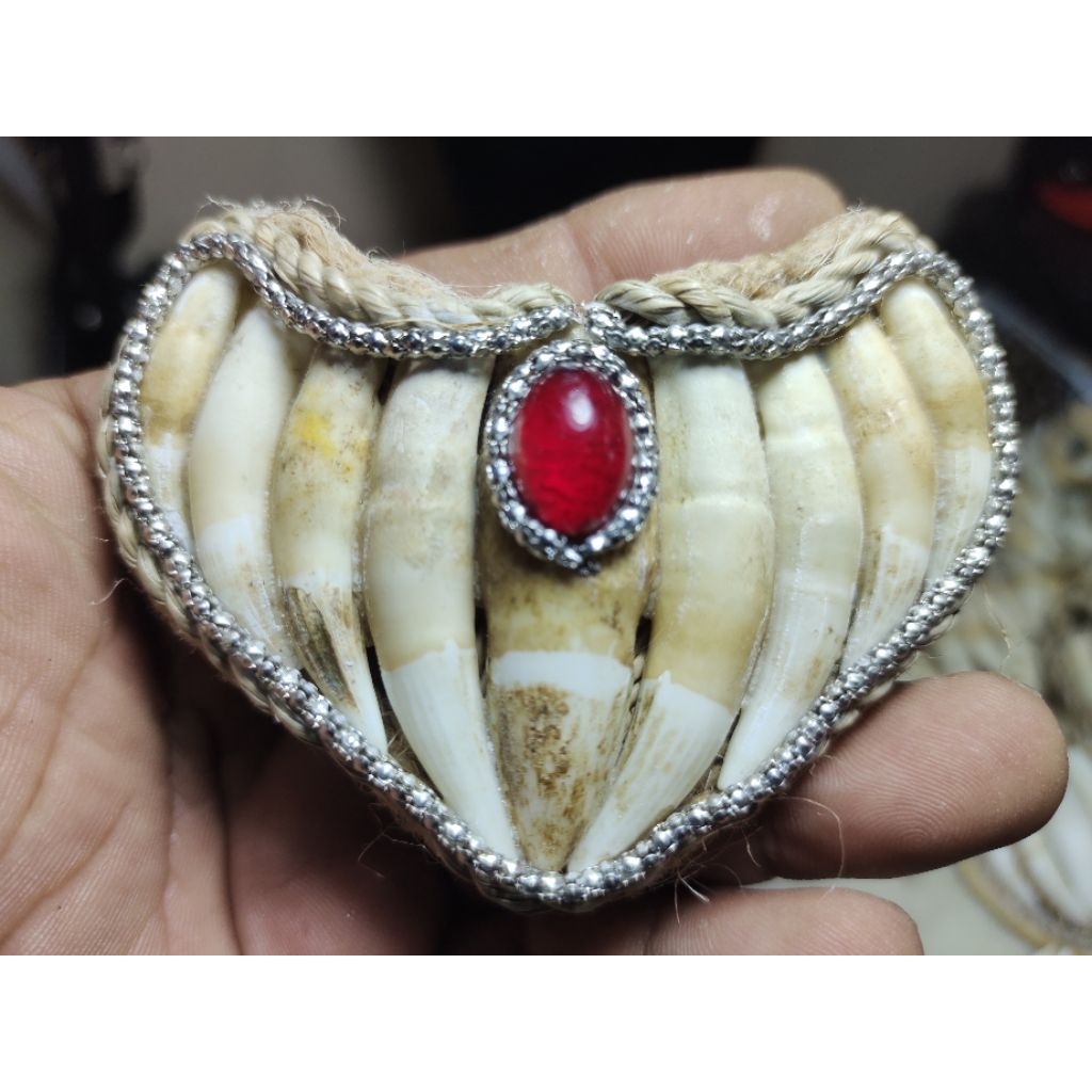 Liontin Taring Buaya Pancar 9