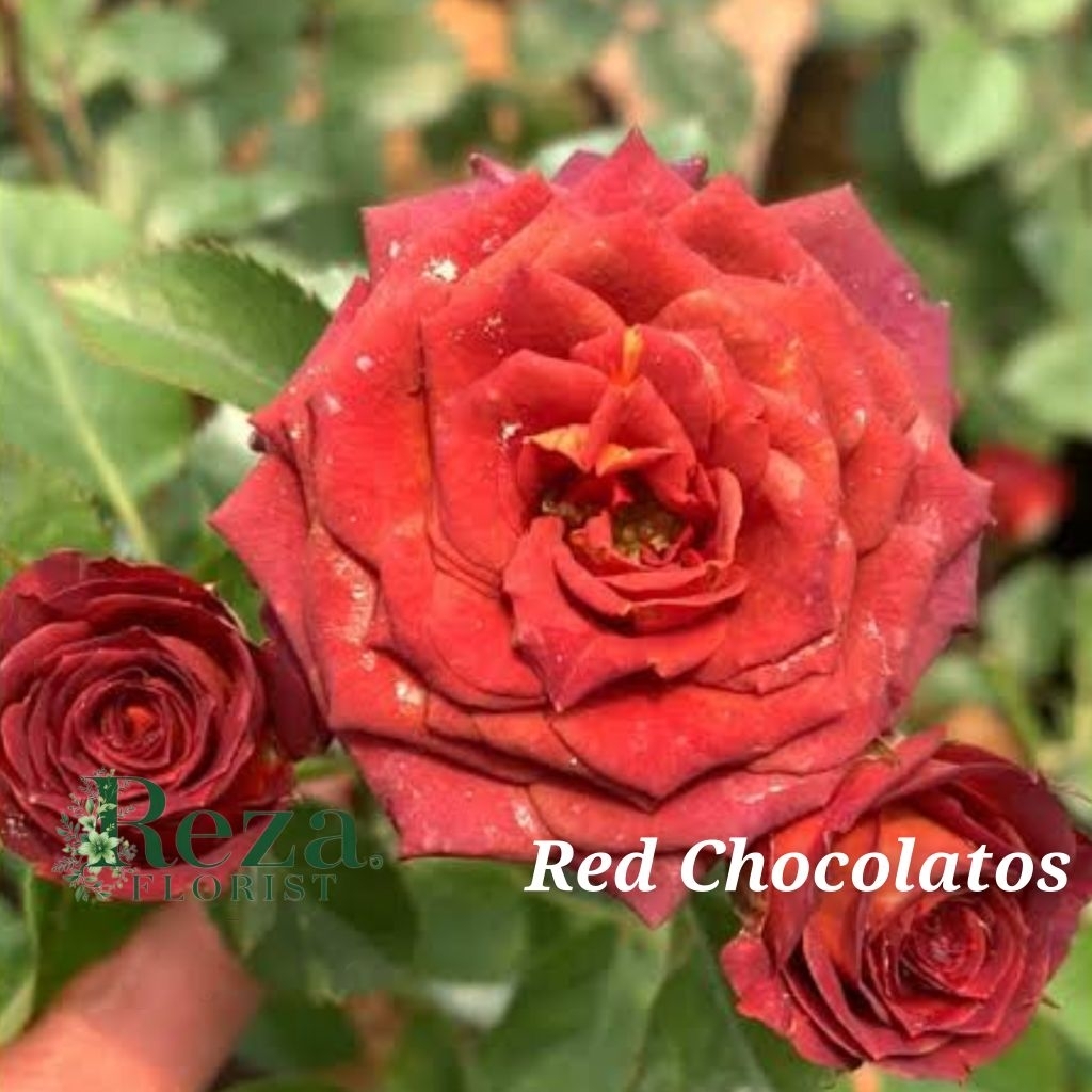 Tanaman Hias Bunga Mawar Import RED CHOCOLATOS