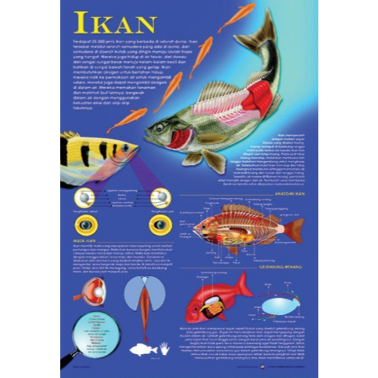 Poster Ikan / Anatomi Hewan