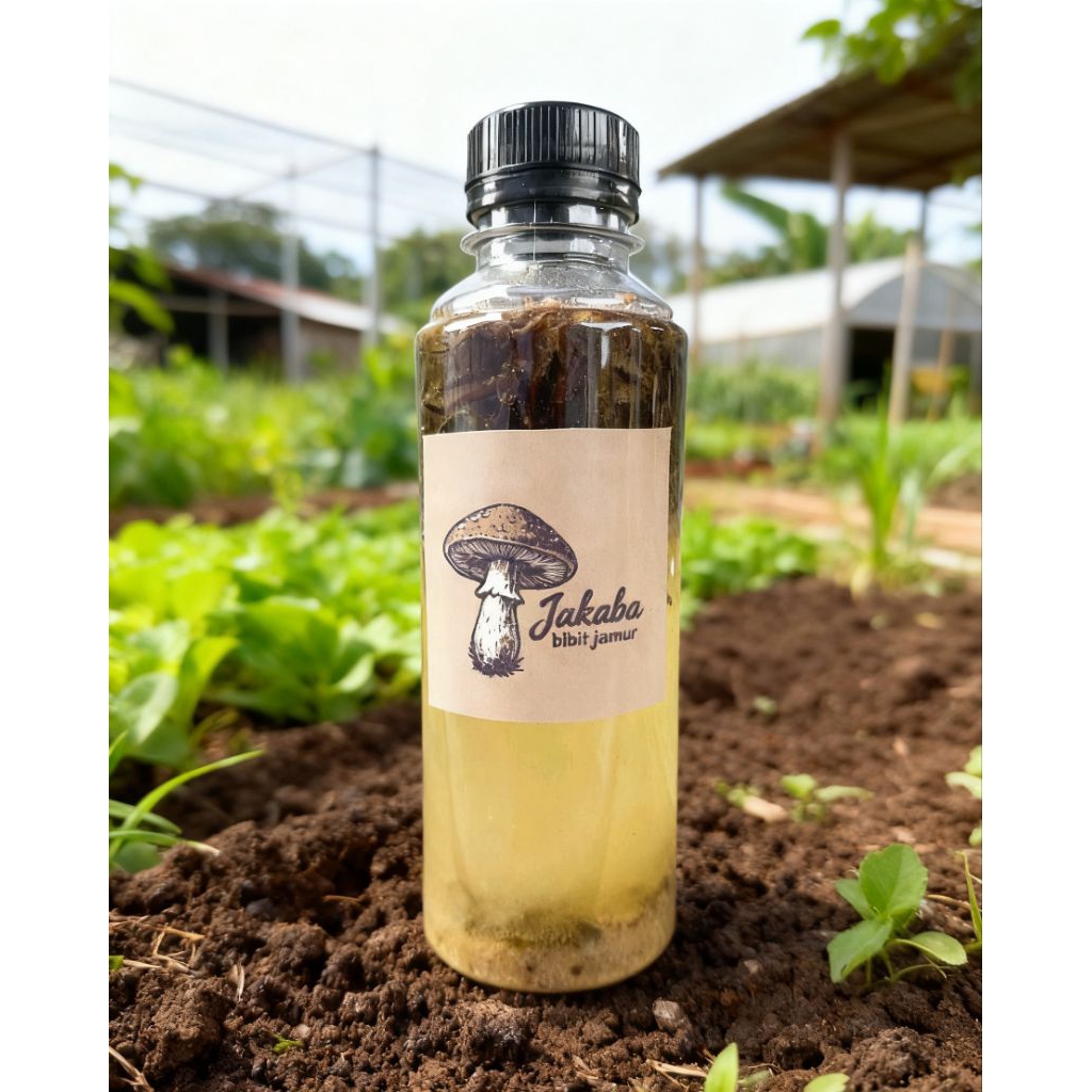 BENIH JAMUR JAKABA SUPER BIBIT JAKABA SUPER