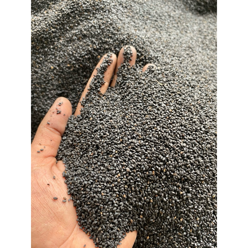 Biji selasih ( 1 kg )