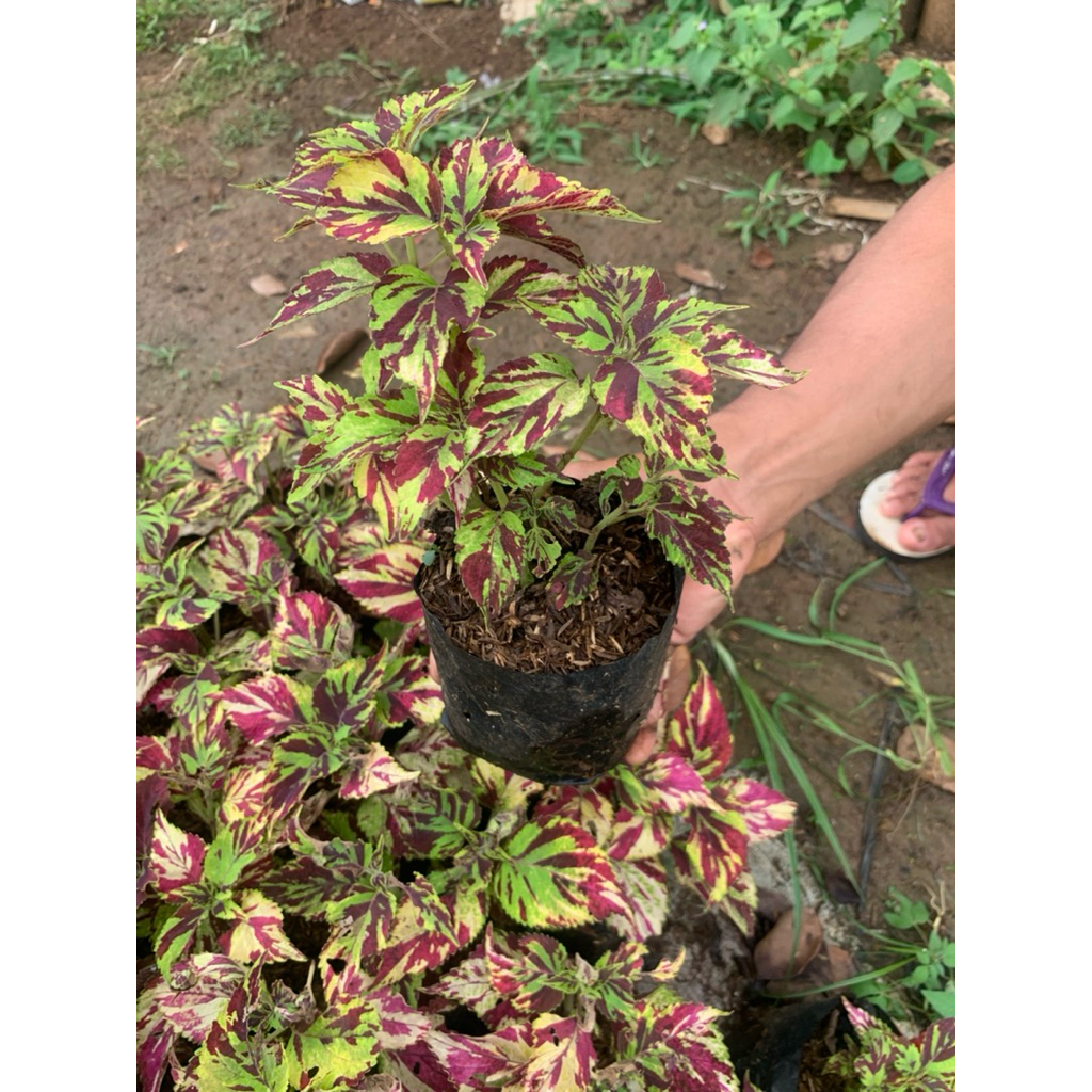MIANA BATIK / ILER / COLEUS ASTROPURPUREUS
