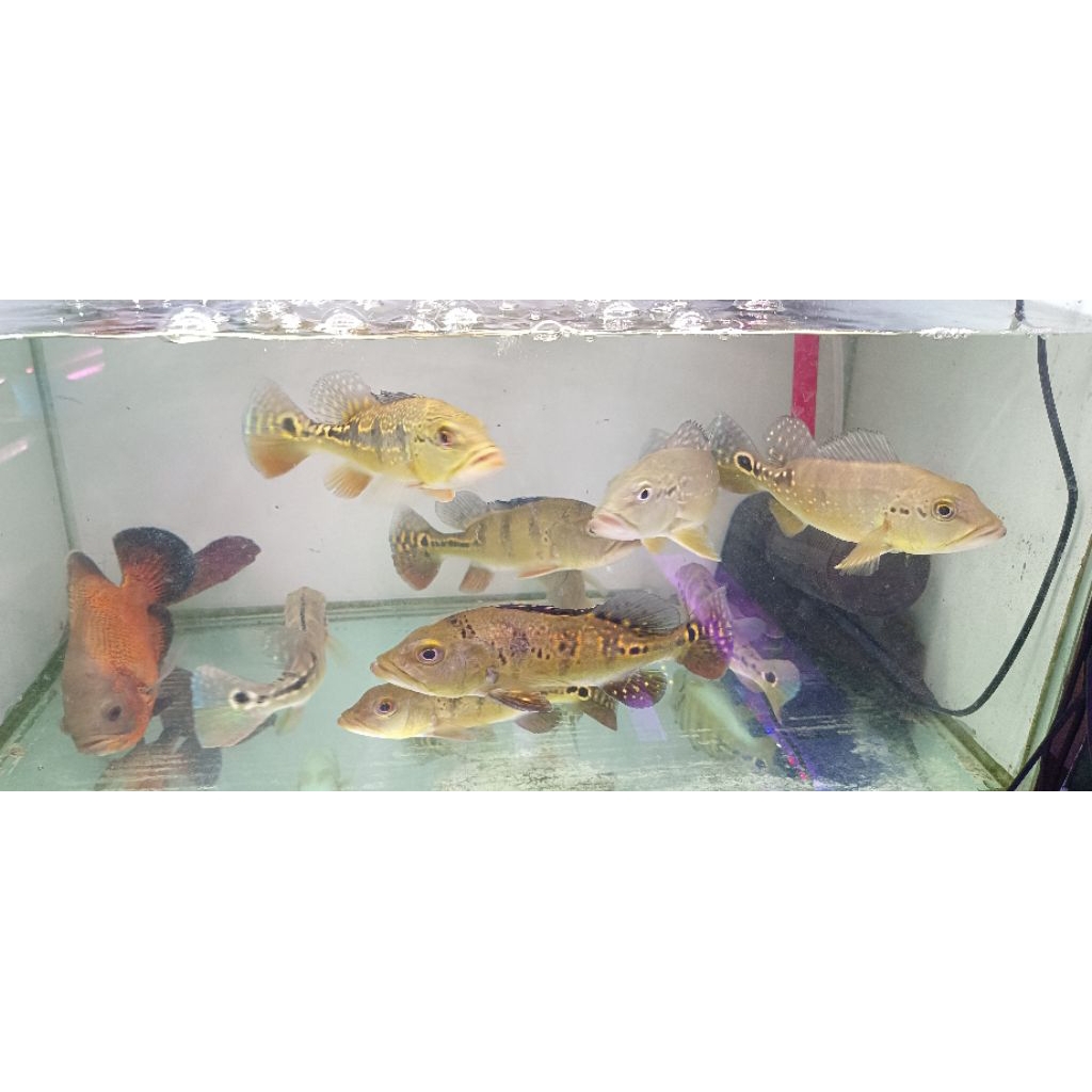 PBASS JUMBO -+23CM PER EKOR