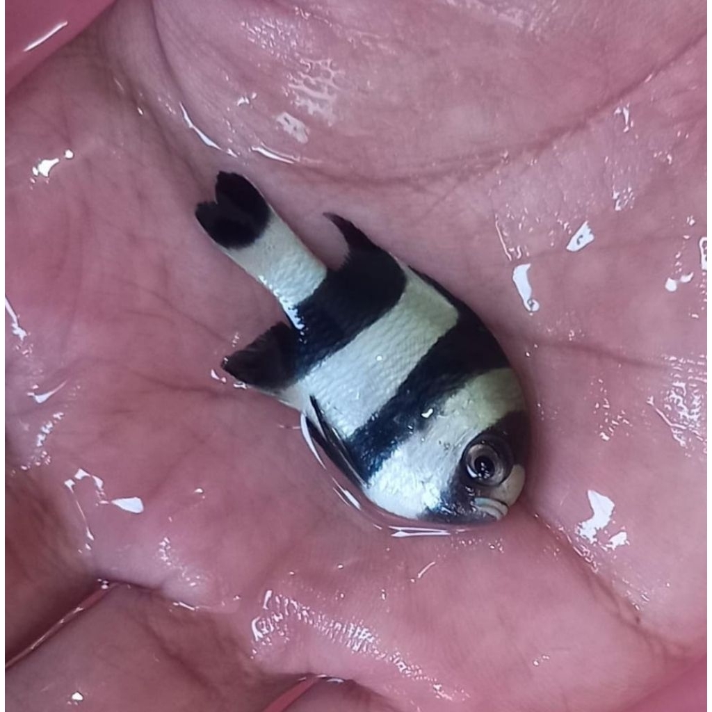 Ikan Hias Air Laut Jenis Betok Zebra