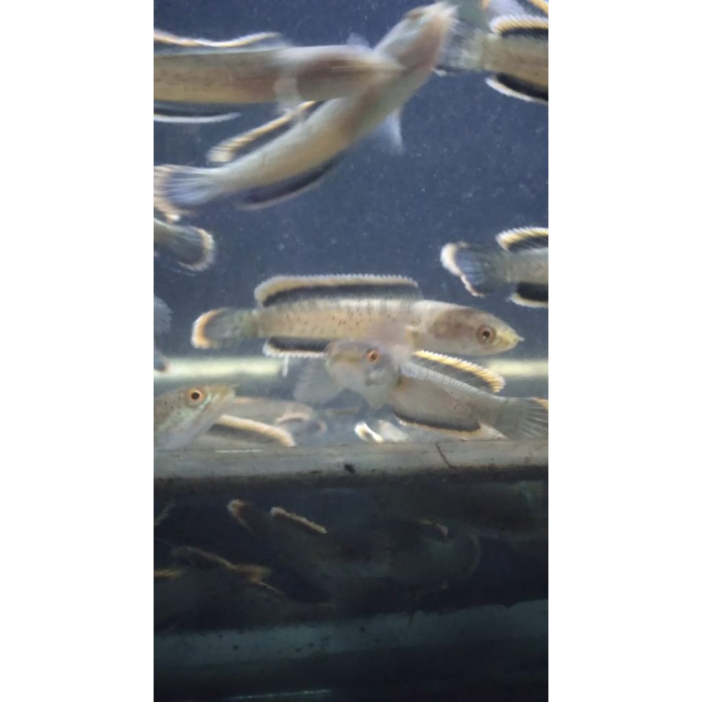 plastik limbata cb 4-8cm