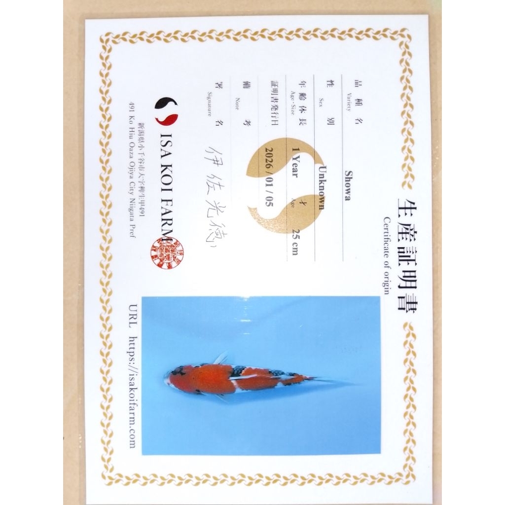 Ikan koi import sertifikat ISA jenis Showa 30cm