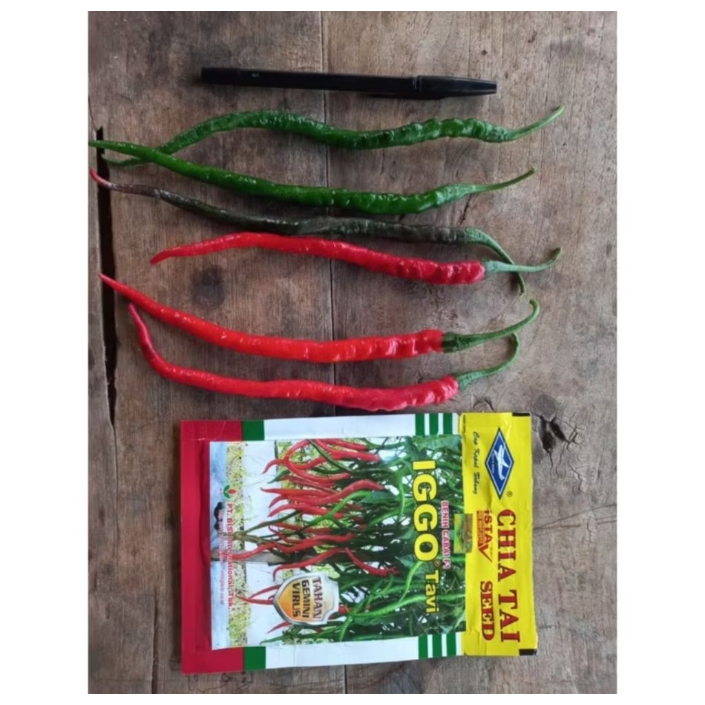 benih bibit cabe iggo tavi isi 10gram benih unggulan cap kapal terbang