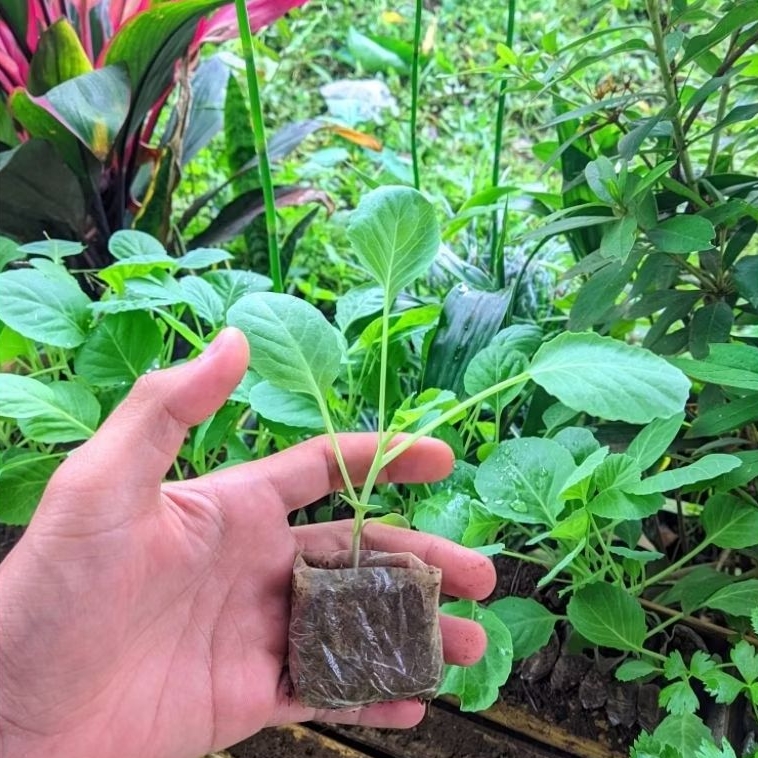 Paket 15 Bibit Kubis Siap Tanam Murah!!