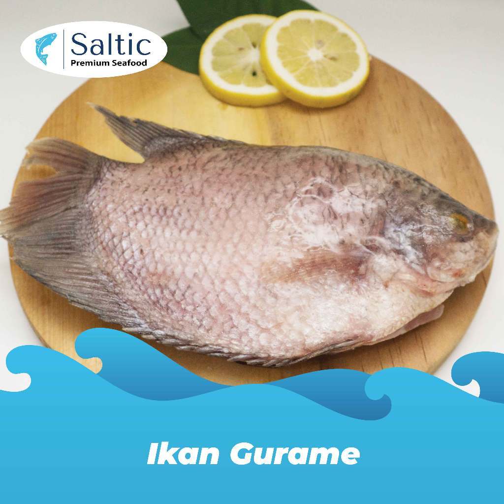 Ikan Gurame Frozen - SALTIC