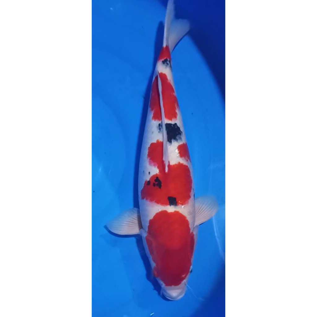 D.K Koi Sokaraja Ikan Koi Showa Sansoku Sanke Merah Kujaku Karasi Tanco Kohaku Import Mukasi Gold Sl