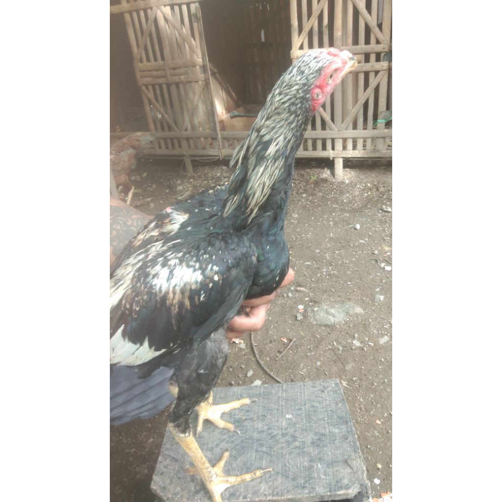 Mangon yokeree jalak wido Tembus kaki ijo lumut