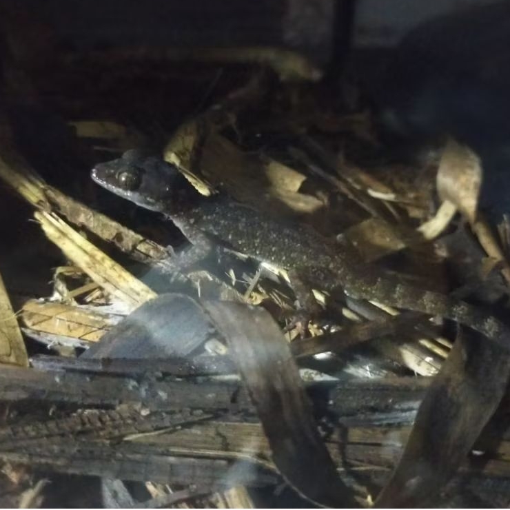 cicak batu ( kurir hanya ojek online maksimal 40 km)