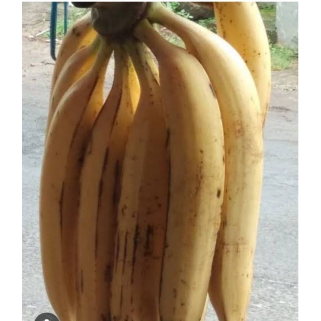 Pisang Tanduk Sukabumi langsung dari petani