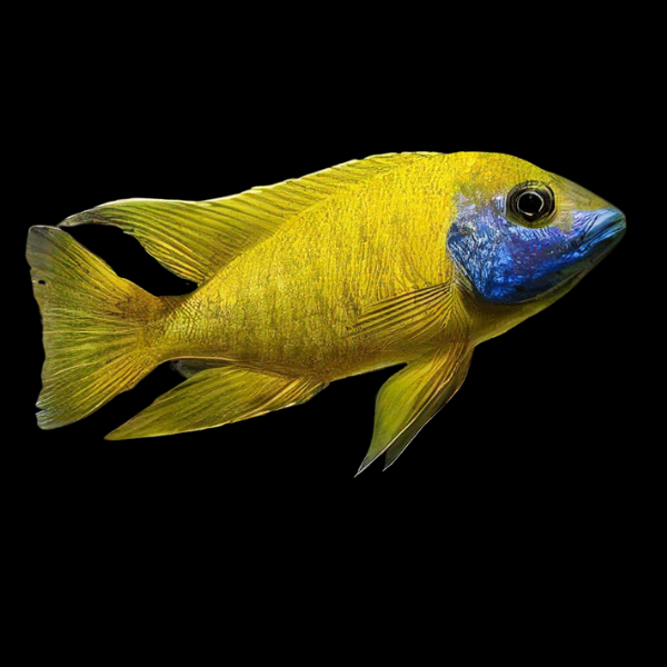 Ikanesia - Ikan Hias Baenschi Cichlid 8-9 cm