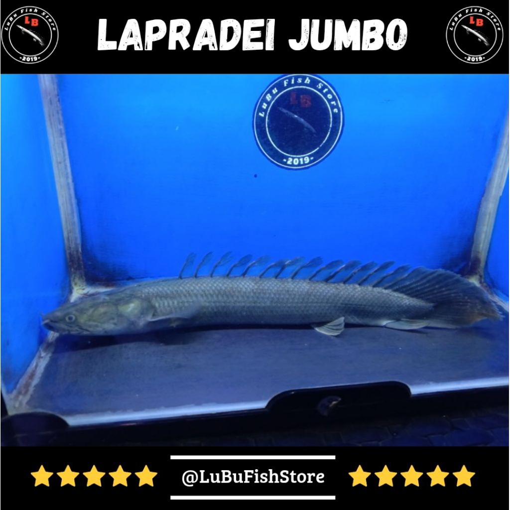 Aksesoris Aquarium Palmas Lapradei 28cm Female