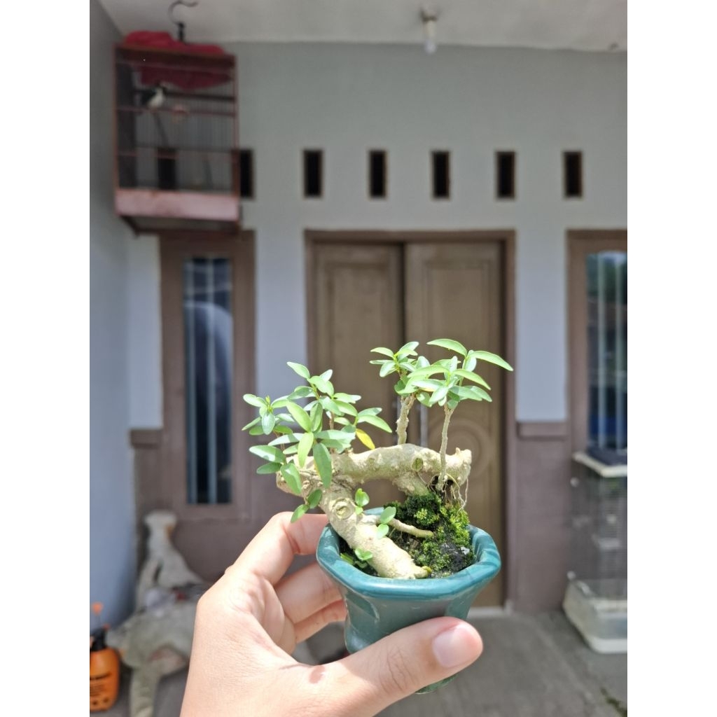 Bonsai mini Anting Putri (water jasmine) style raft