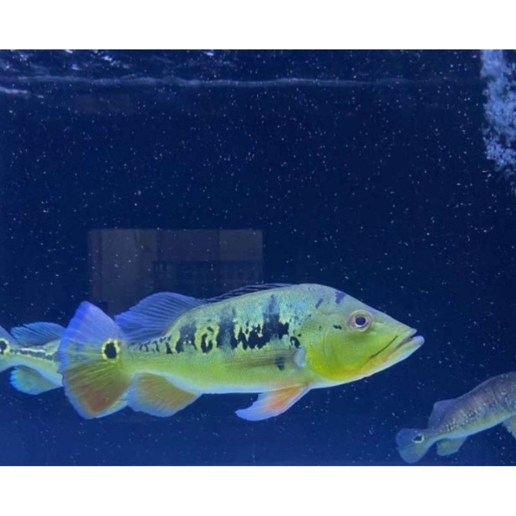Aksesoris Aquarium Stiker PBASS Size 20 cm Hiasan Akuarium |Ikan Hias Bozz Louhan Pekanbaru|