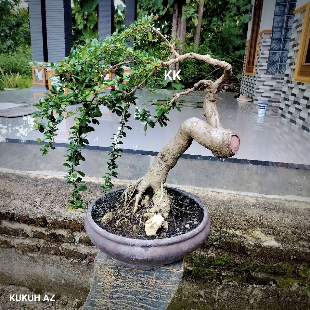 bahan bonsai hokianti bunga liuk