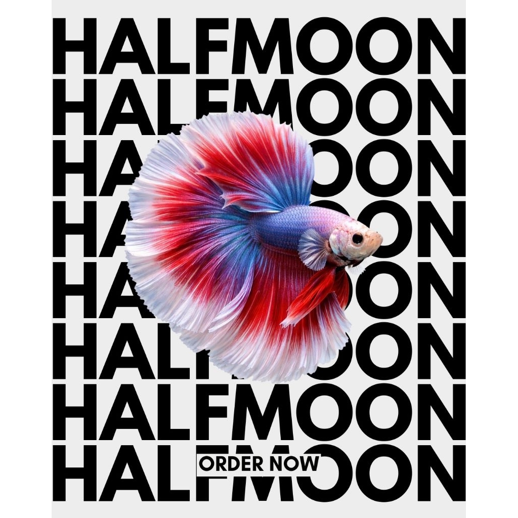 IKAN CUPANG HALFMOON SIZE L WHITE PLATINUM