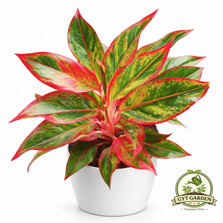 Tanaman Hias AGLONEMA Lipstik Aurora - Aglonema Siam Aurora - Aglonema Red Lipstik