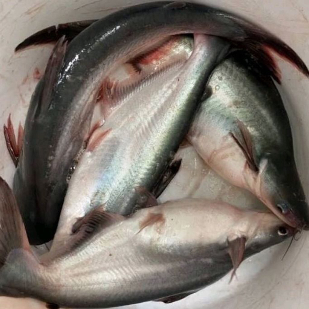 Ikan patin segar / Ikan patin kirim instan