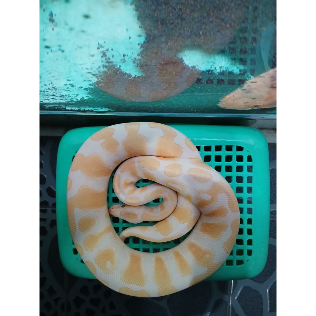 ball pyton albino