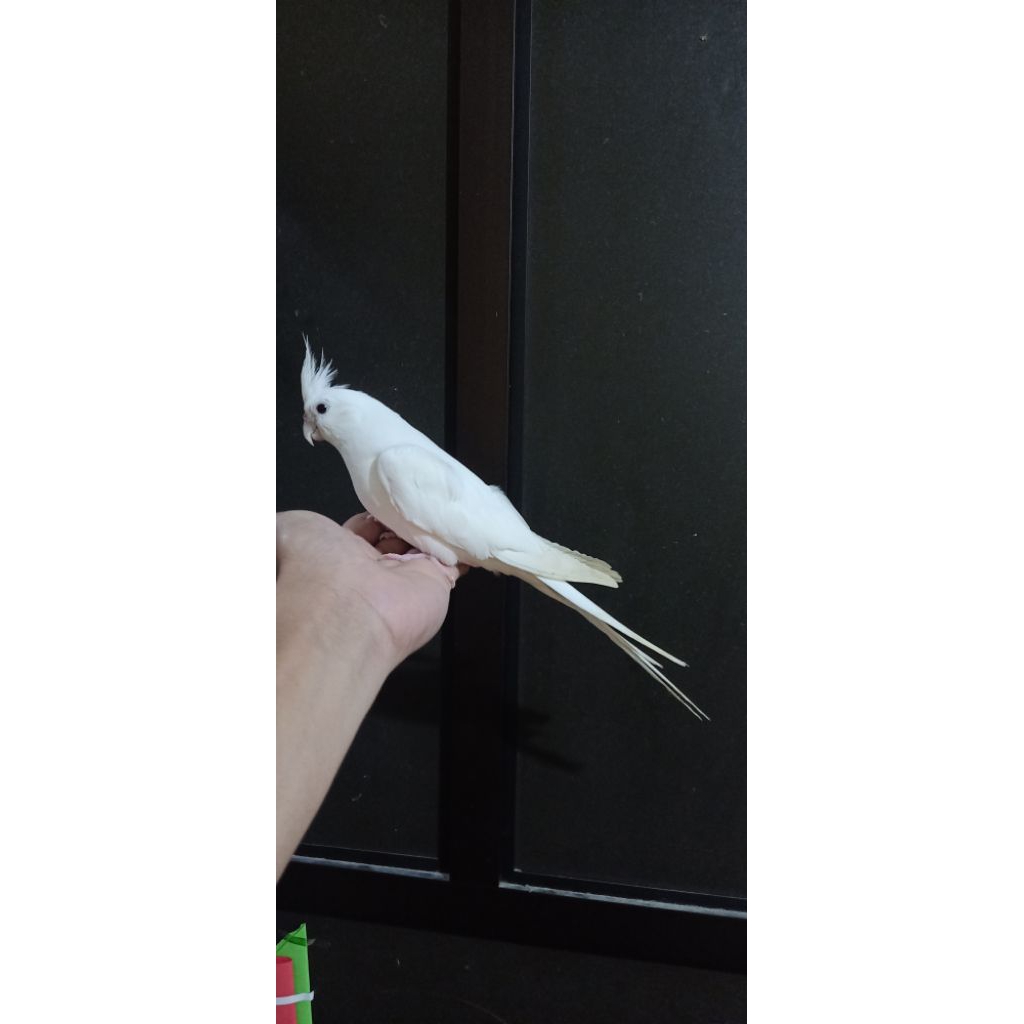 Burung Falk Parkit Australia