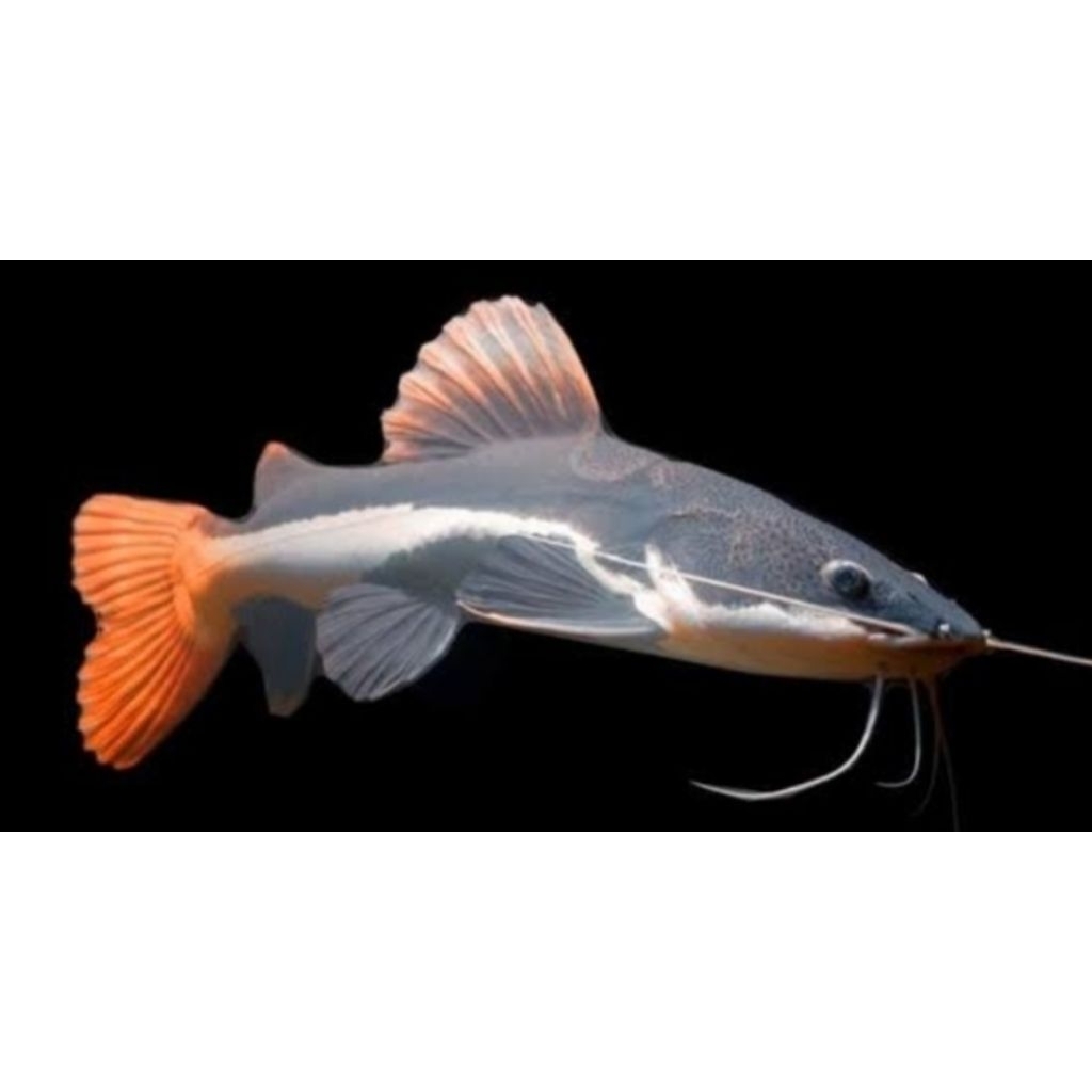 Aksesoris Aquarium Rtc Size 5-6cm Hiasan Akuarium |Ikan Hias Bozz Louhan Pekanbaru|