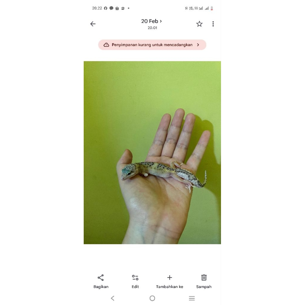 .Baby Gecko lucu jinak
