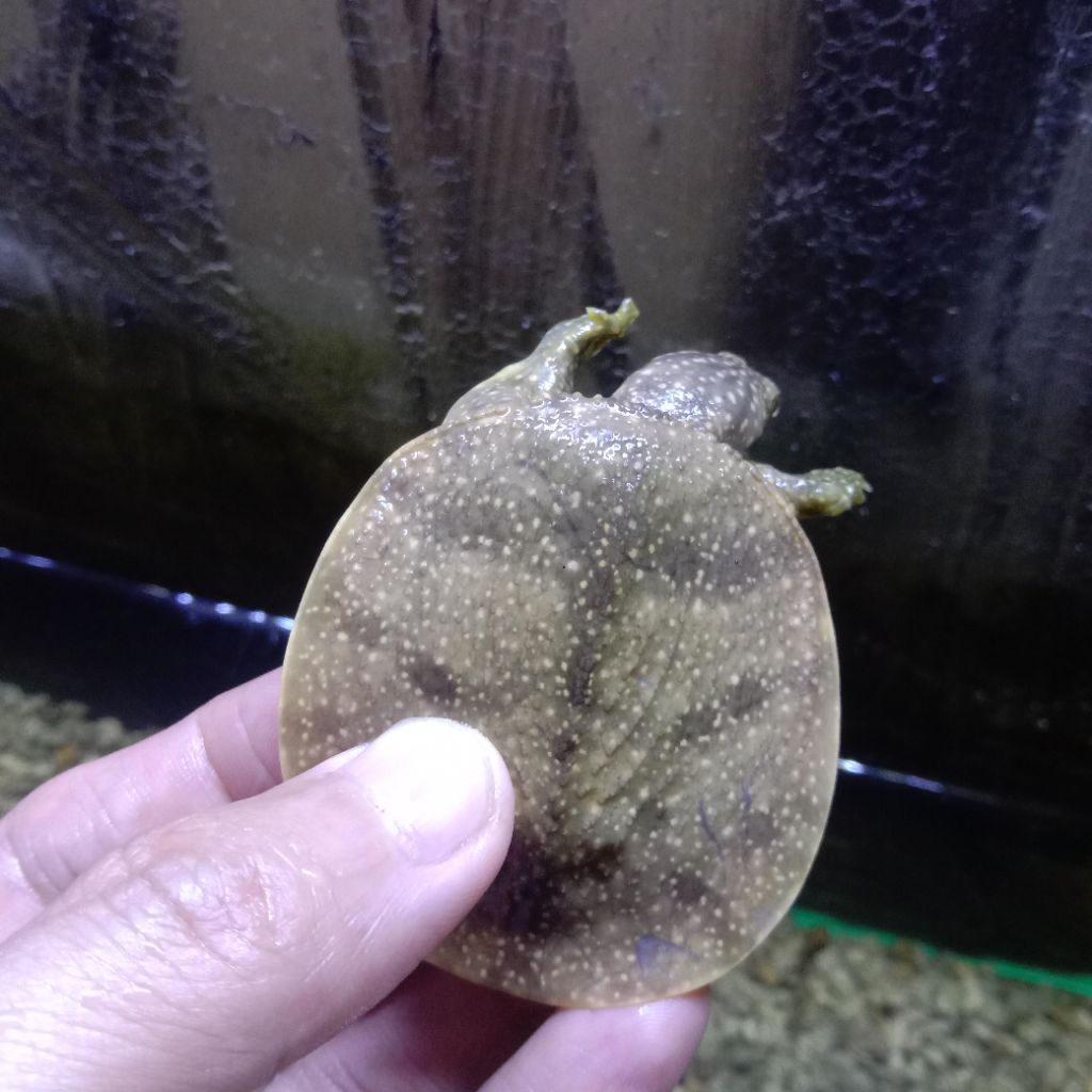 Pelet Bulus Amyda Cerah