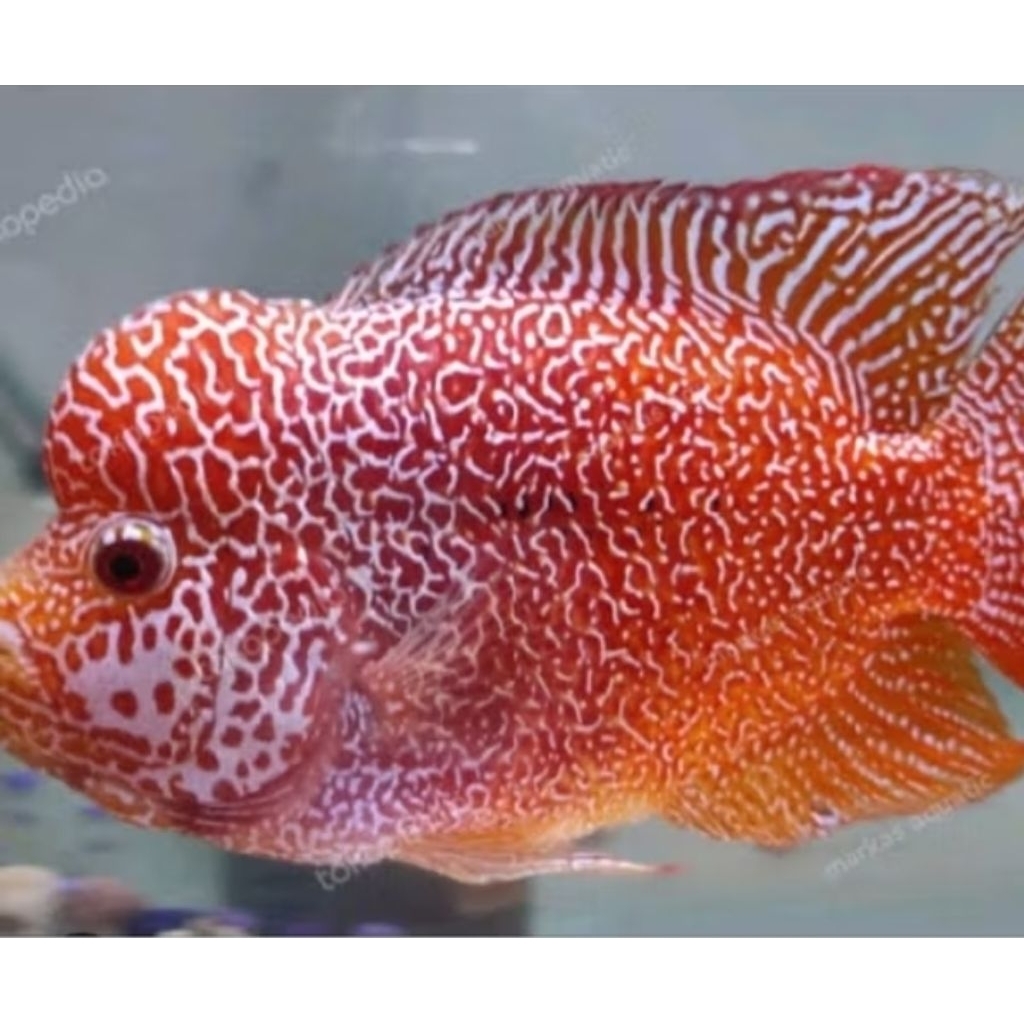 Louhan Kamfa F2 Thailand