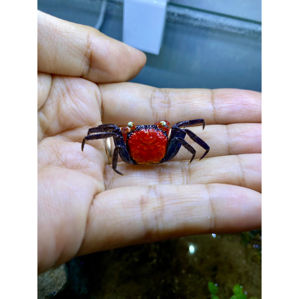 Kepiting Hias Vampire Crab (Red Devil)