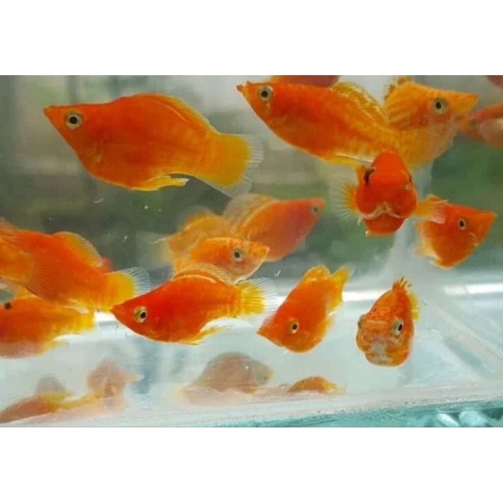 Ikan Hias Molly Sunkist Hiasan Aquarium |Ikan Hias Bozz Louhan|