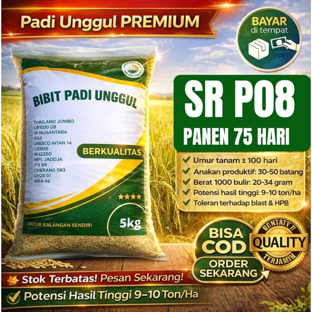 BIBIT padi unggul berkualitas bibit padi SR P08 5kg
