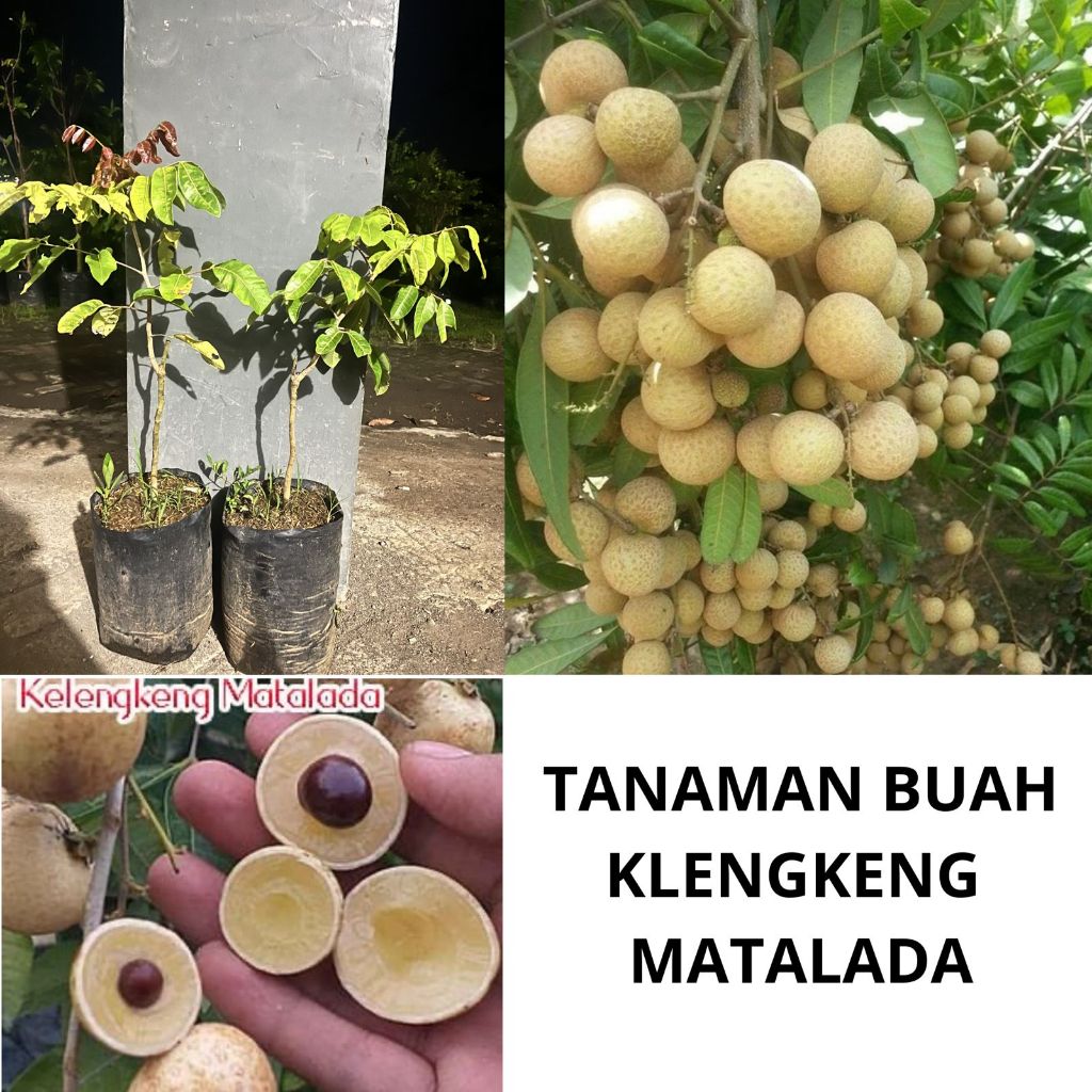bibit kelengkeng matalada dikirim full media 1kg