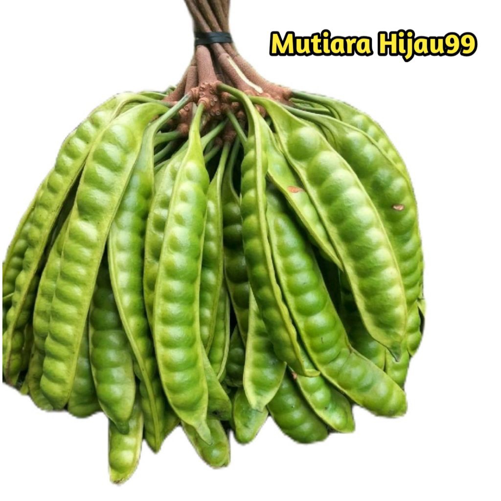 PETE PADI UKURAN MINI ISI 15 PAPAN/PETE SEGAR PILIHAN/PETE FRESH BERKUALITAS/PETE TUA/PETAI/PROMO PE