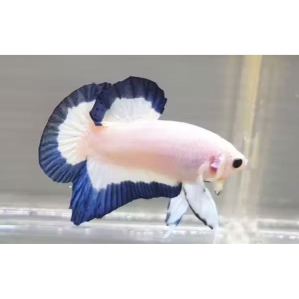 CUPANG BLUERIM BLUE RIM MALE PER EKOR