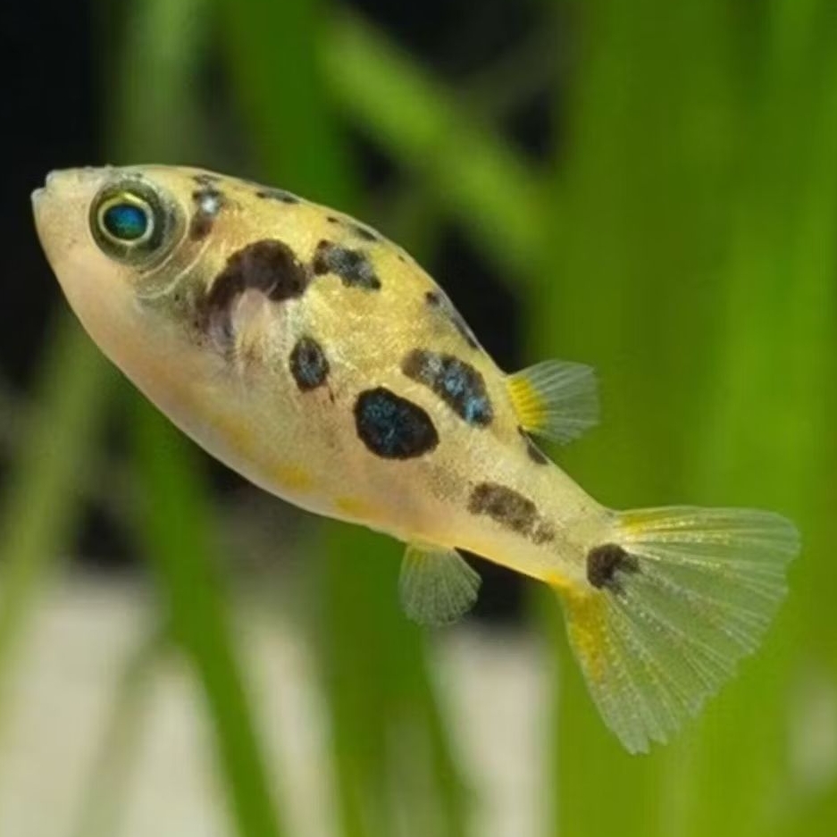 ikan buntal mini - dwarf puffer asli air tawar