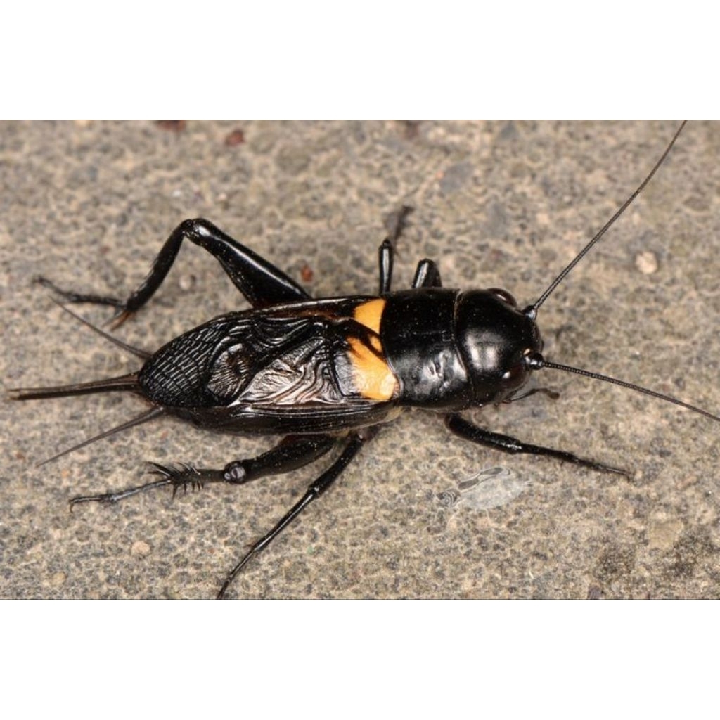 Jangkrik Ternak Pengusir Tikus