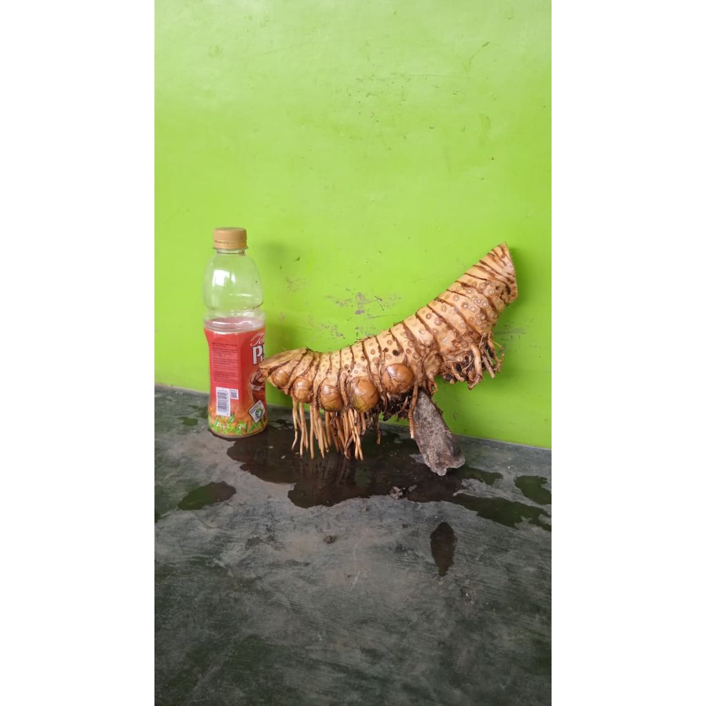 Bahan bonsai bambu kuning