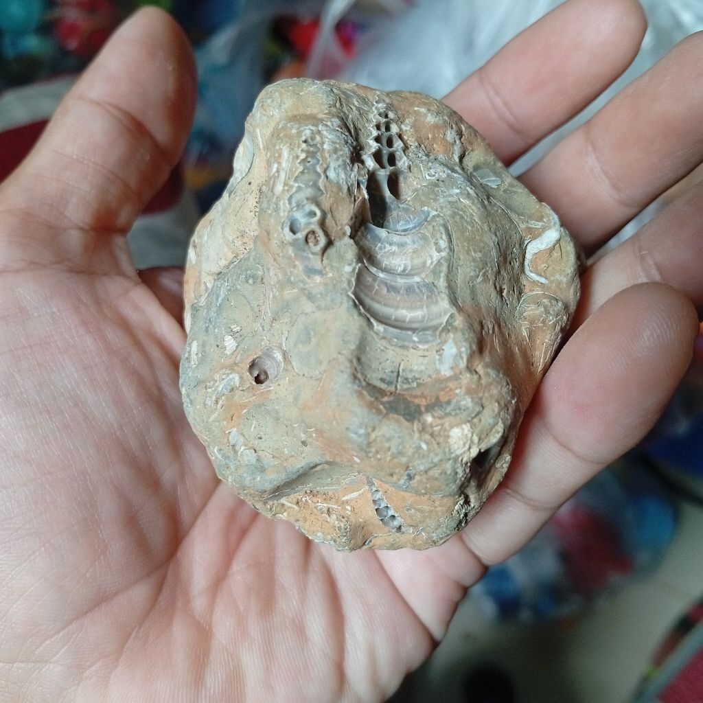batu posil keong purba Shell stone unik